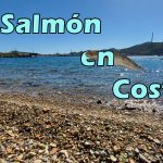 salmon