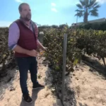 20241113En los viñedos