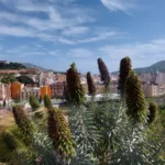 FOTO1
