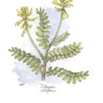 Planta garbancillo de Tallante copia