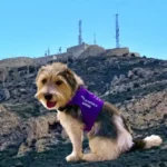20250403Perro de asistencia sanitaria