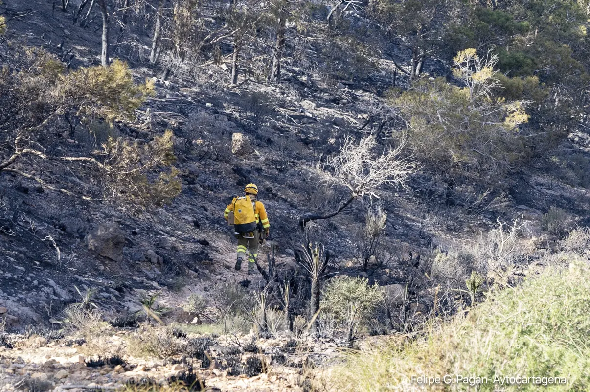 Bombero forestal inspecciona una ladera calcinada en Cabo Tiñoso tras el incendio, entre monte bajo y matorral quemado.